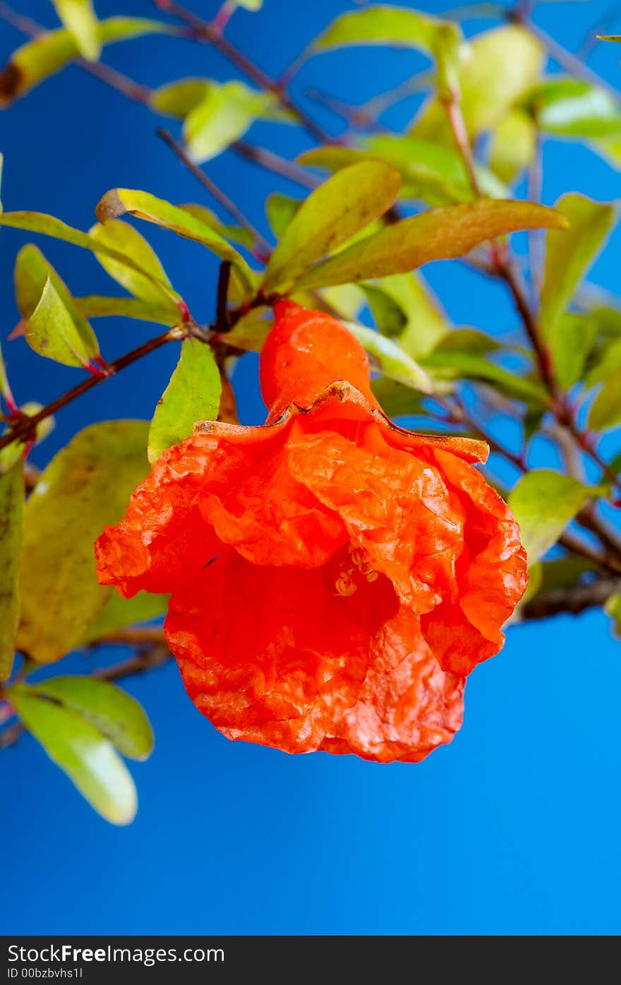 Fruit Of Pomegranate