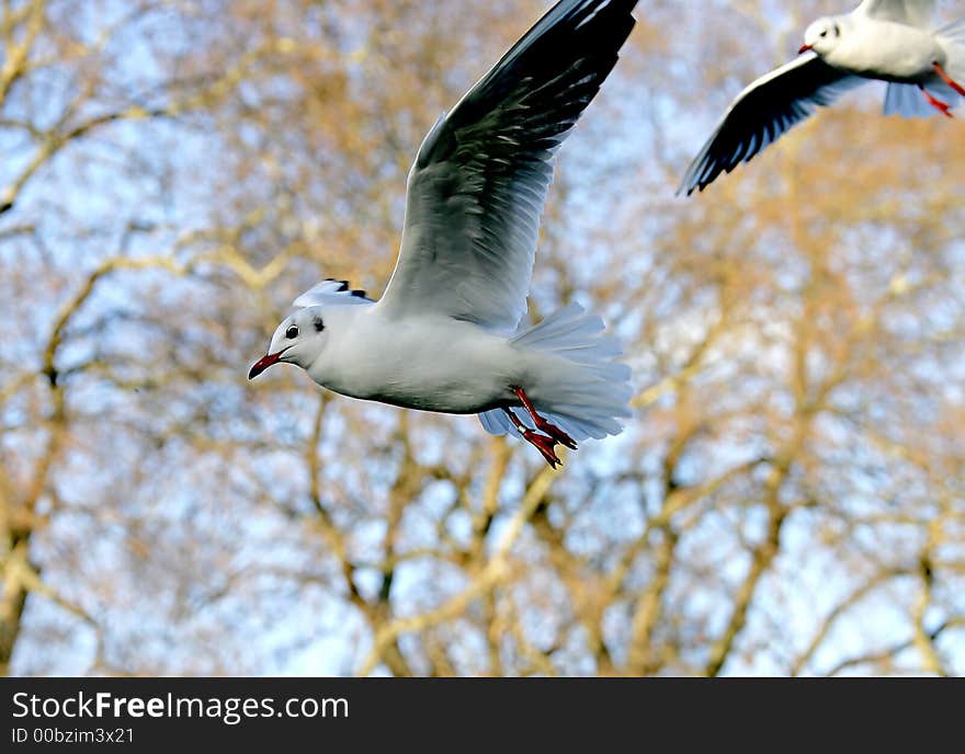 Sea-gulls in St.James Park. London. Sea-gulls in St.James Park. London