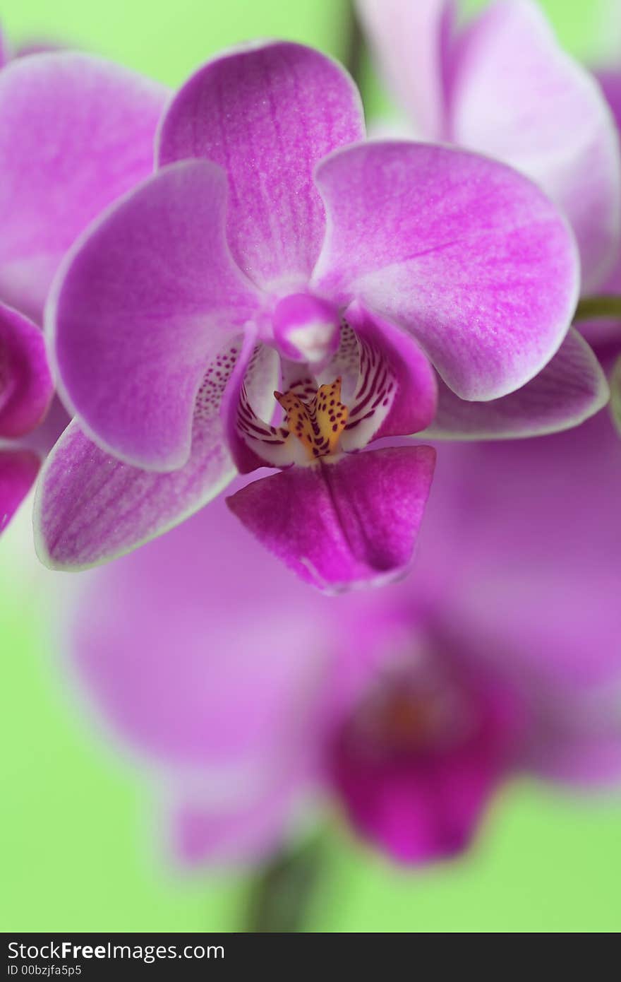 Orchid Series