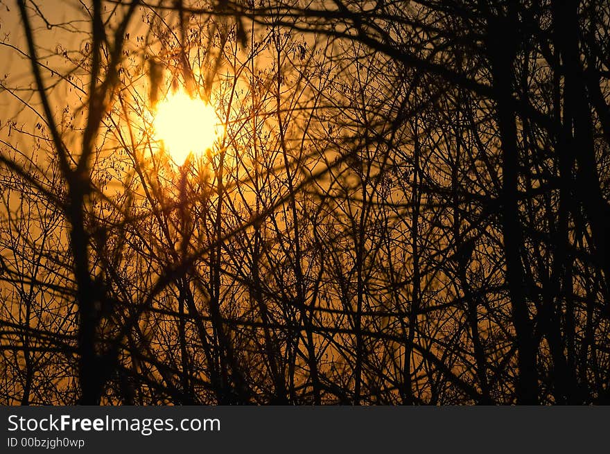 Trees At Sunset