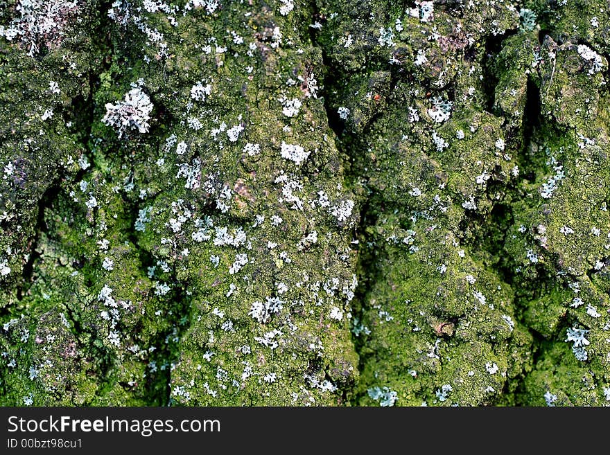 Bark and moss with lichen