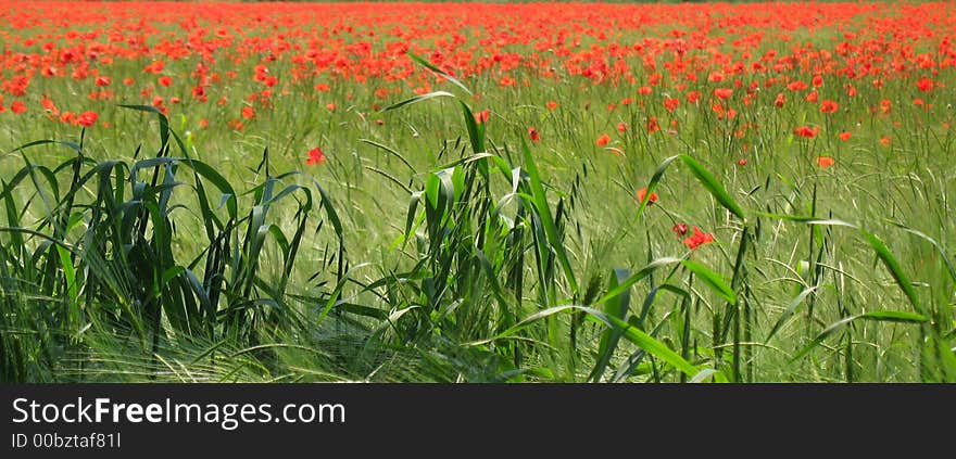 A field of red poppies