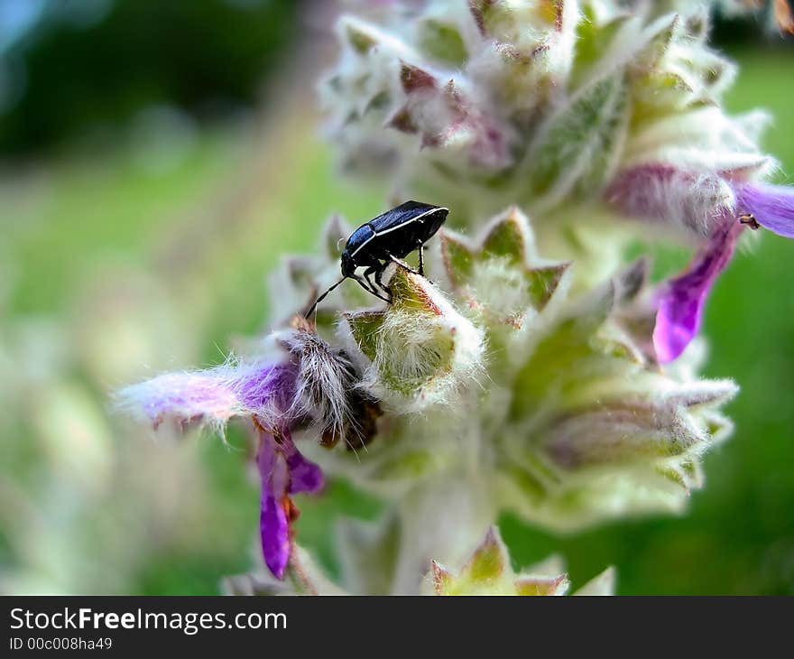 Stink Bug Eating Flower Pollen. Stink Bug Eating Flower Pollen