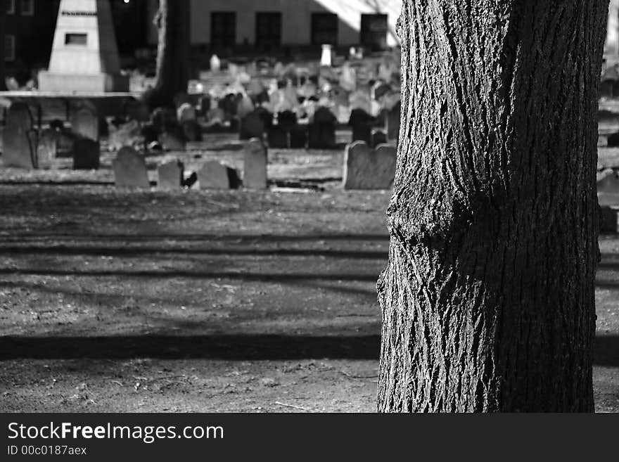 Focus is on tree in the granary cemetery in boston massachusetts, detail of bark is shown with graves off in the distance. Focus is on tree in the granary cemetery in boston massachusetts, detail of bark is shown with graves off in the distance