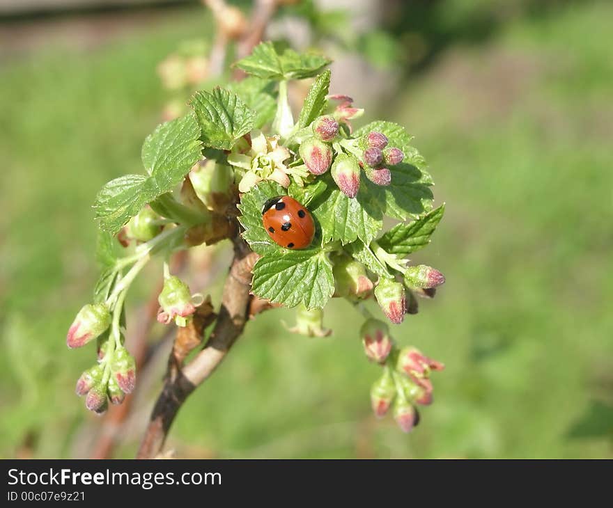 Ladybird On A Flower