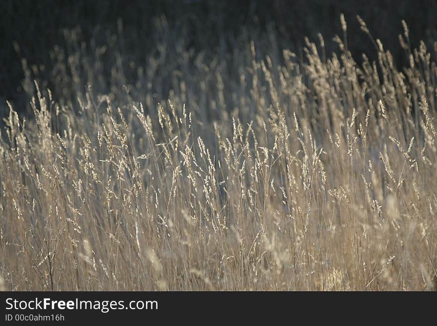 Sun in the long grass