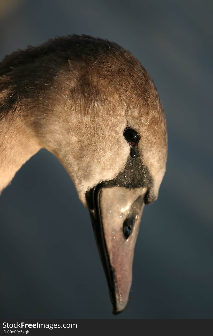 Young swan head with water drops