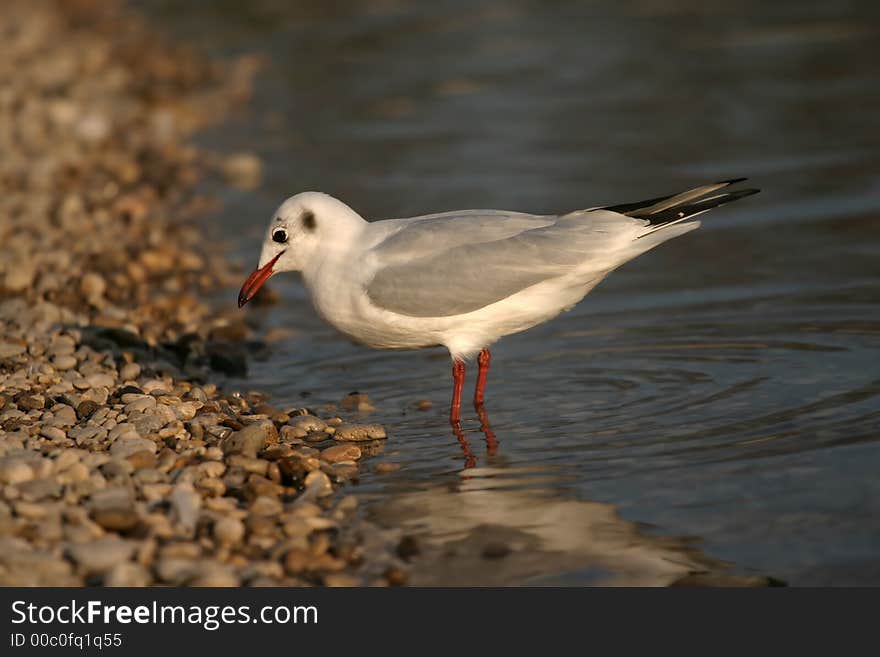 River seagull