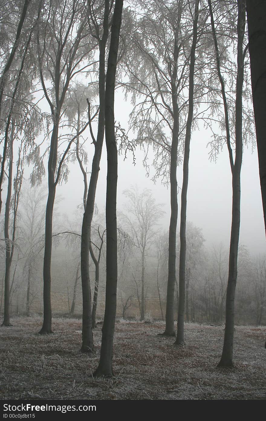 Forest in winter tree with snow. Forest in winter tree with snow