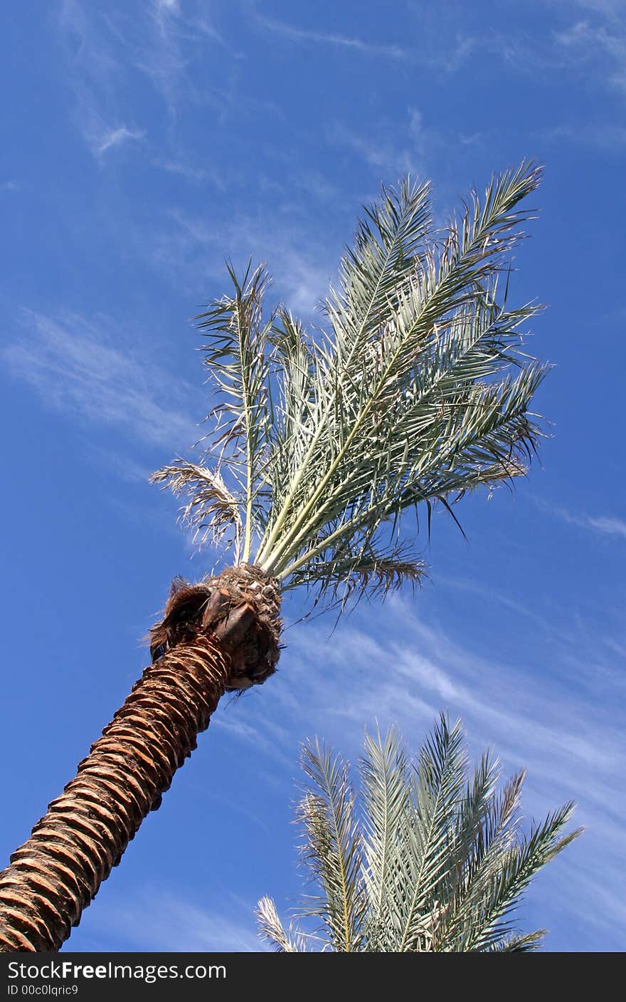 Palm Tree in Florida USA