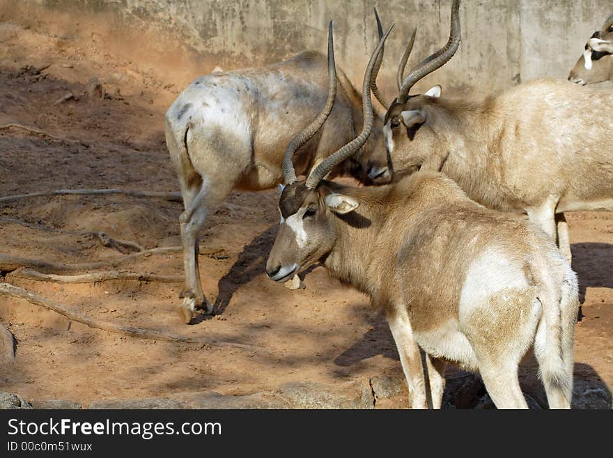 Addax