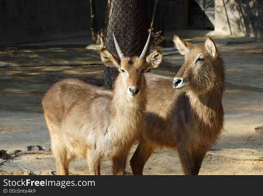 Waterbucks Couple