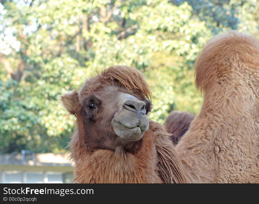 Camel portrait against the trees (If you need the RAW file please let me know.)