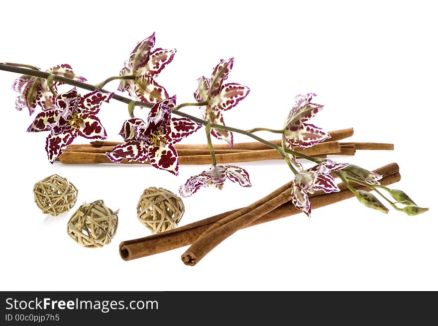 Beauty orchid and cinnamon set against a plain background