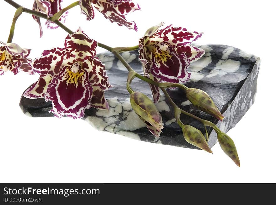 Beauty orchid and stone set against a plain background. Beauty orchid and stone set against a plain background