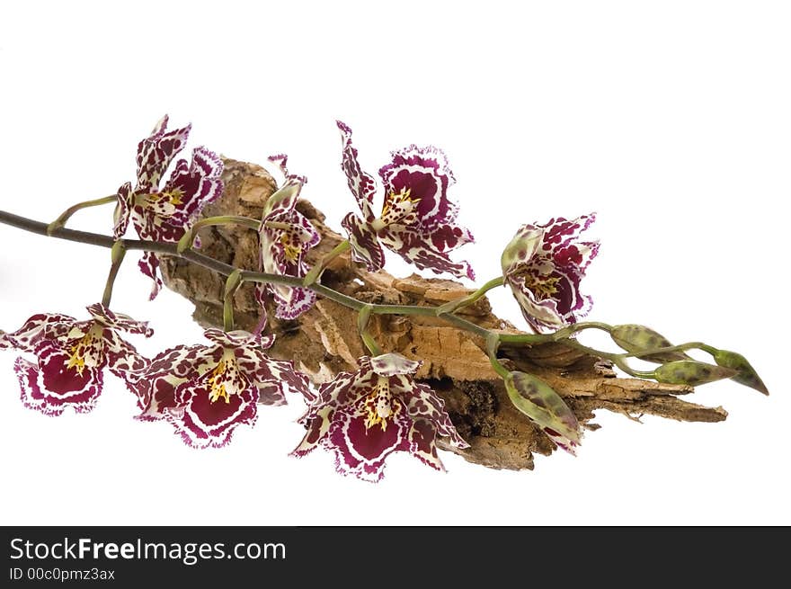 Beauty orchid set against a plain background