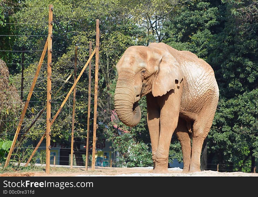 An elephant standing in the sunlight (If you need RAW file please let me known.)