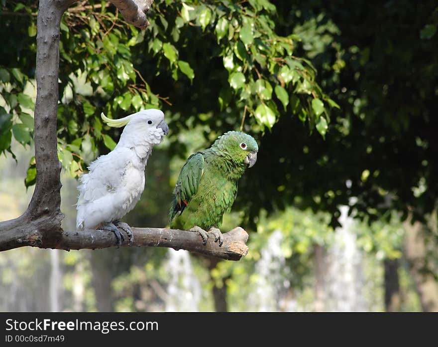 Parrots