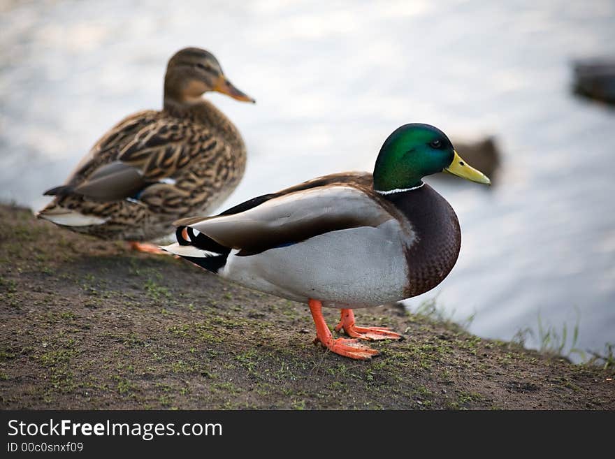 Pair ducks on coast of the river
