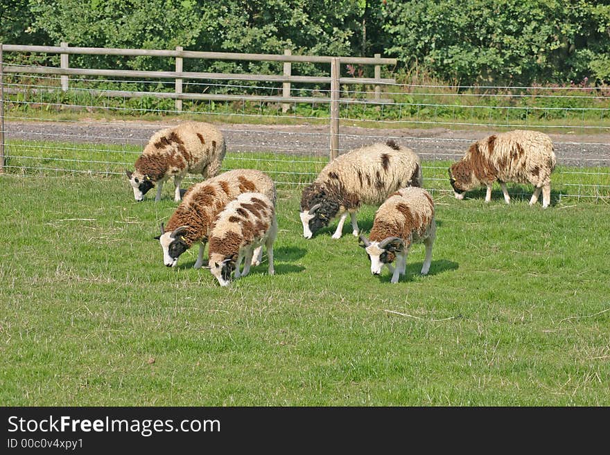 Brown and White Sheep on a Cheshire Farm