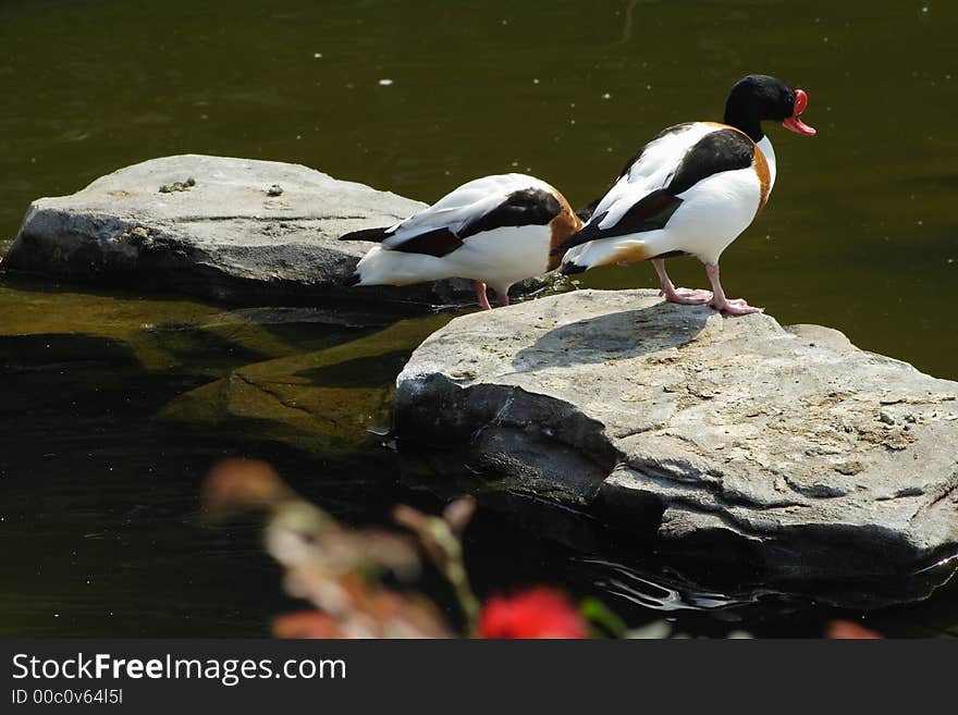 Waterbirds standing on a rock (If you need the RAW file please let me know.)