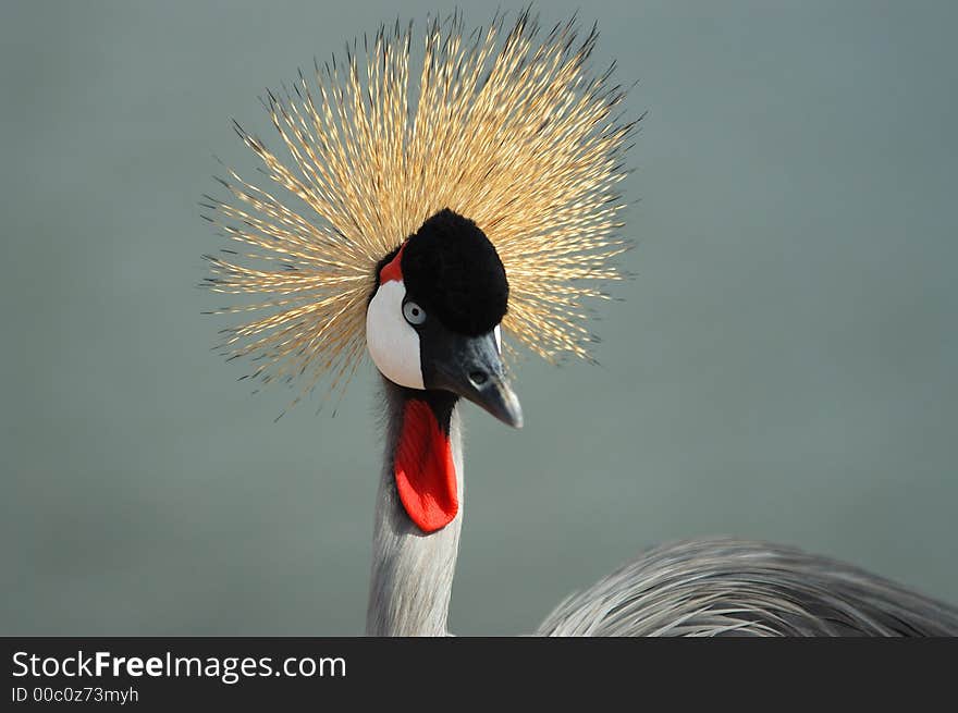 A beautiful portrait of a crowned crane. A beautiful portrait of a crowned crane