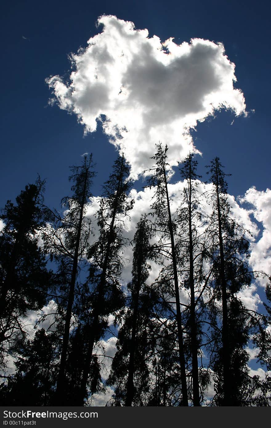 Trees With Heart Shaped Cloud