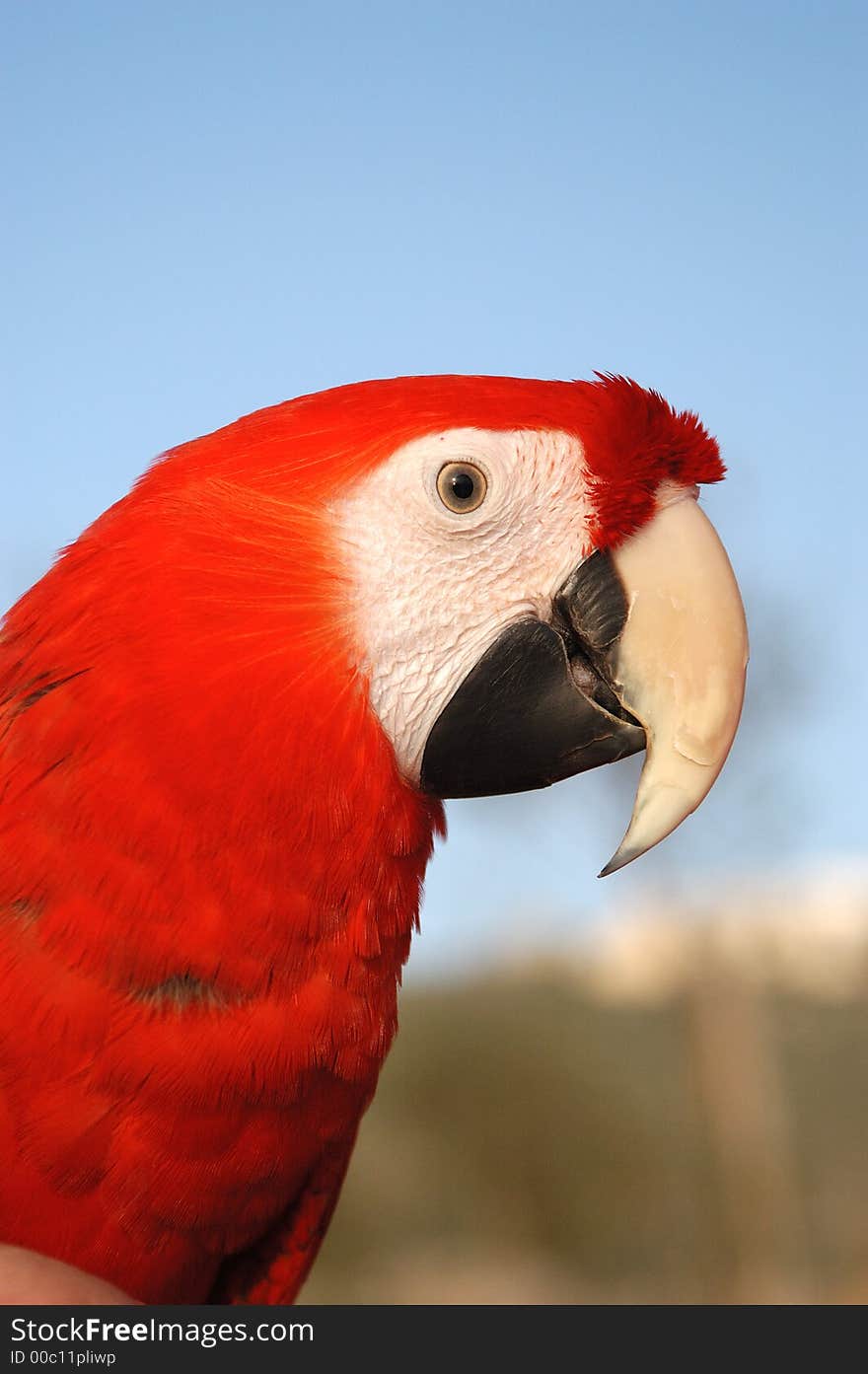 The red parrot