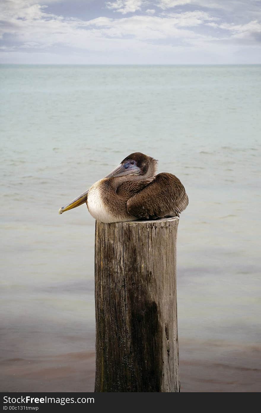 Pelican resting on a pole by the sea. Pelican resting on a pole by the sea