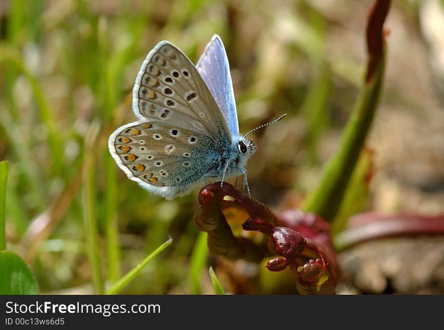 Silver studded blue plebeius argus