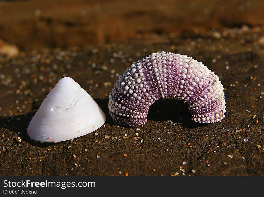 Sea shells on rock