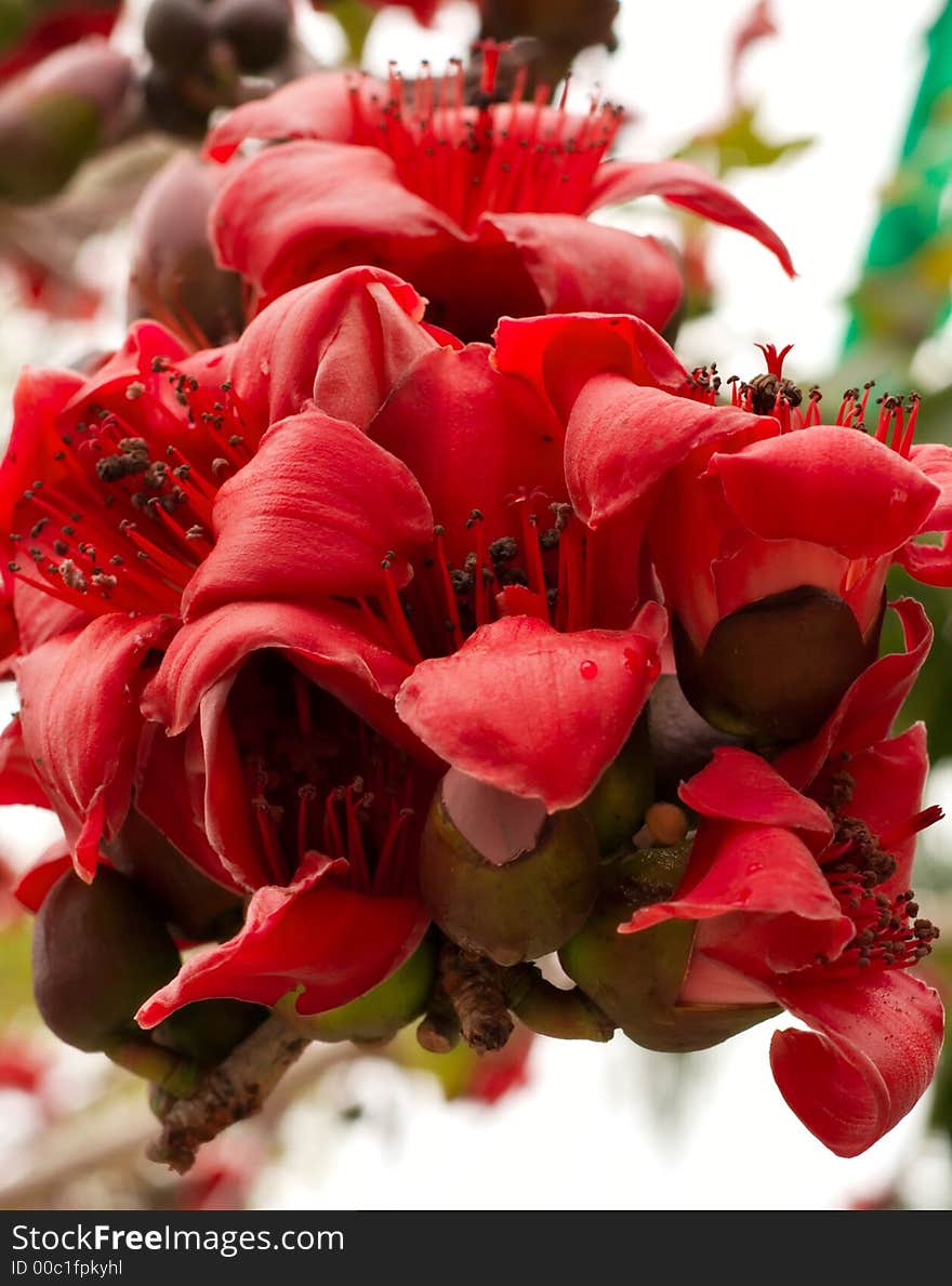 Red Silk Cotton (Bombax ceiba) Tree Blooms. Red Silk Cotton (Bombax ceiba) Tree Blooms