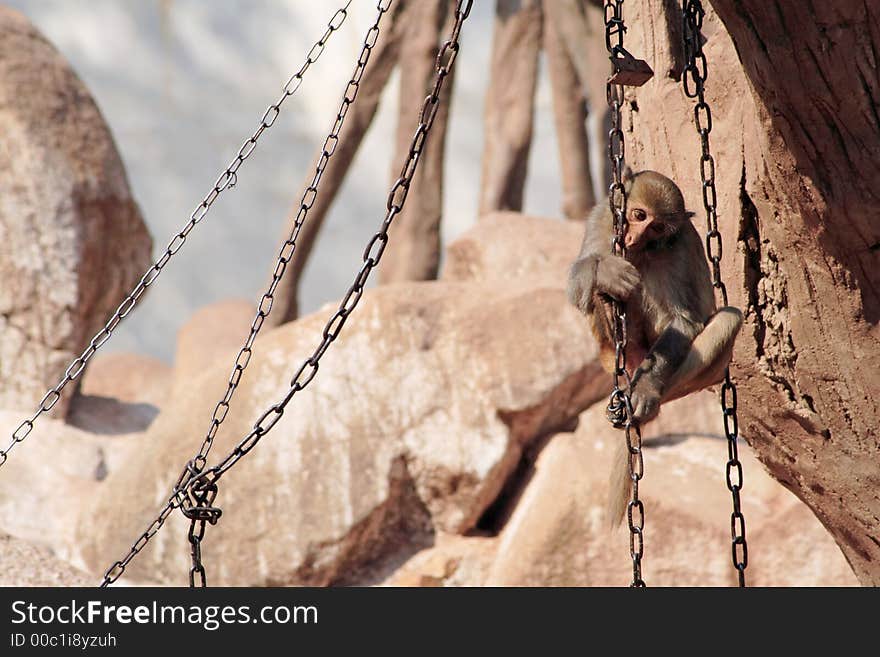 Monkey playing on chain ladder
(If you need the RAW file please let me know.). Monkey playing on chain ladder
(If you need the RAW file please let me know.)