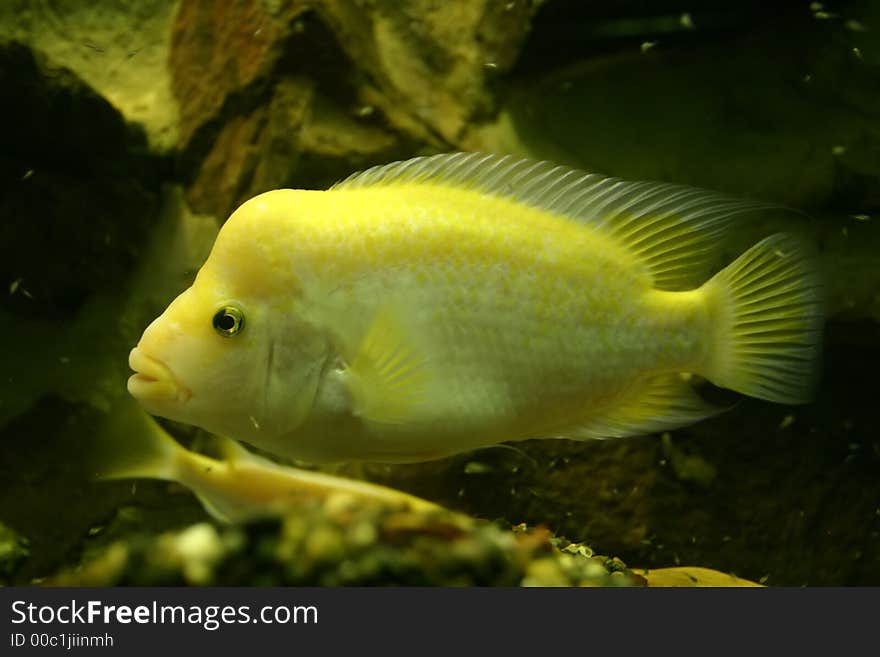 Yellow fish