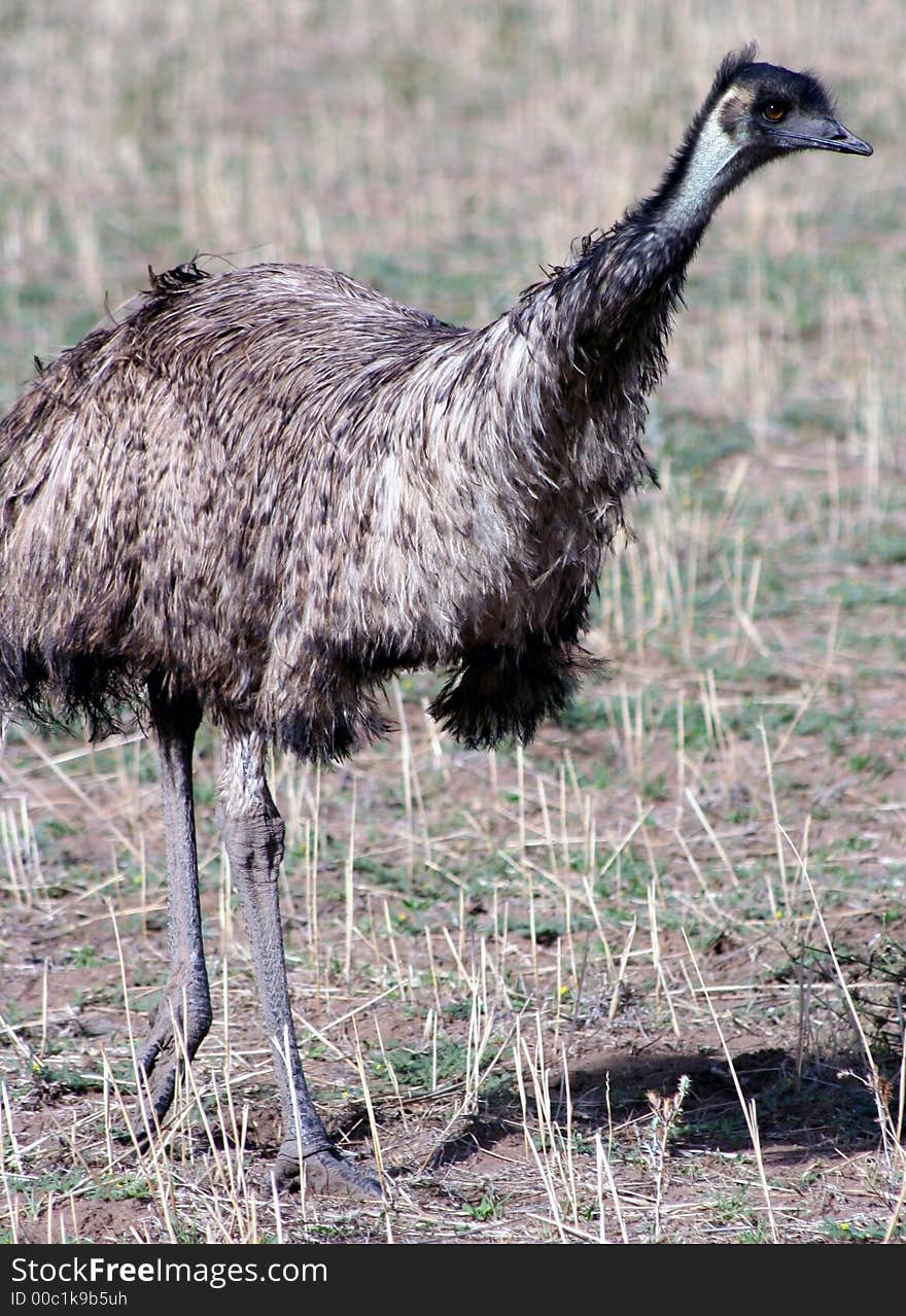 Emu solo in a paddock of stubble, in outback NSW, Australia. Emu solo in a paddock of stubble, in outback NSW, Australia