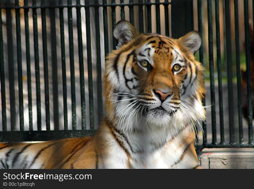 Tiger crouching in the cage. Tiger crouching in the cage