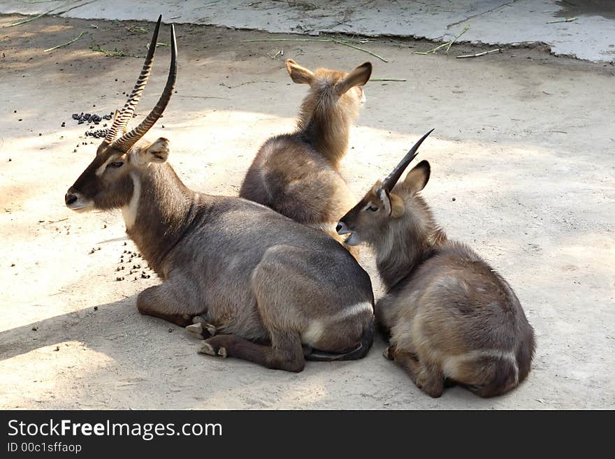 Three crouching waterbucks
(If you need the RAW file please let me know.)