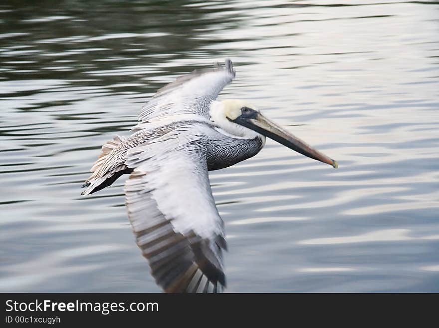 Flight of white pelican