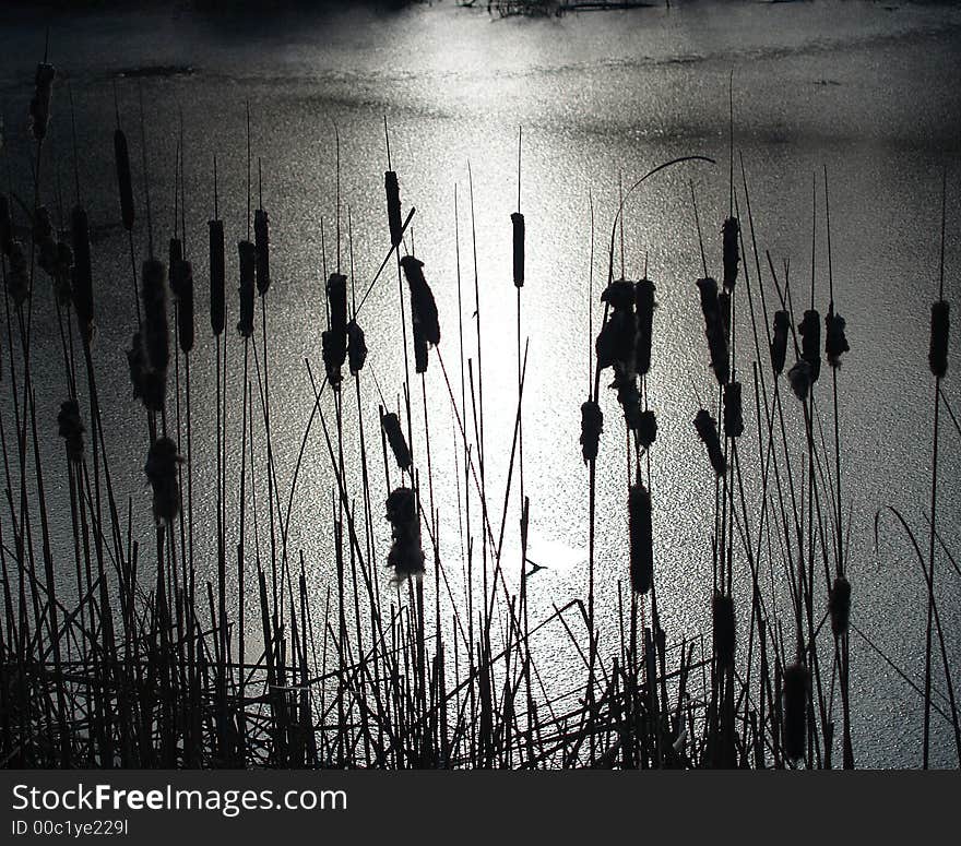 Winter Bullrushes