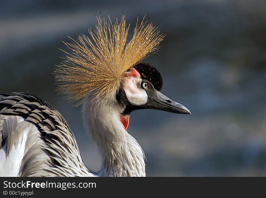 Crowned crane