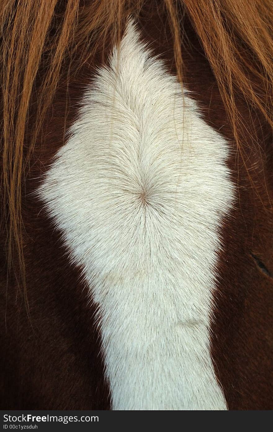 Many horses have markings on their faces. A patch of white on the forehead is a star. A white mark spread over the forehead and the length of the face is a blaze. Many horses have markings on their faces. A patch of white on the forehead is a star. A white mark spread over the forehead and the length of the face is a blaze