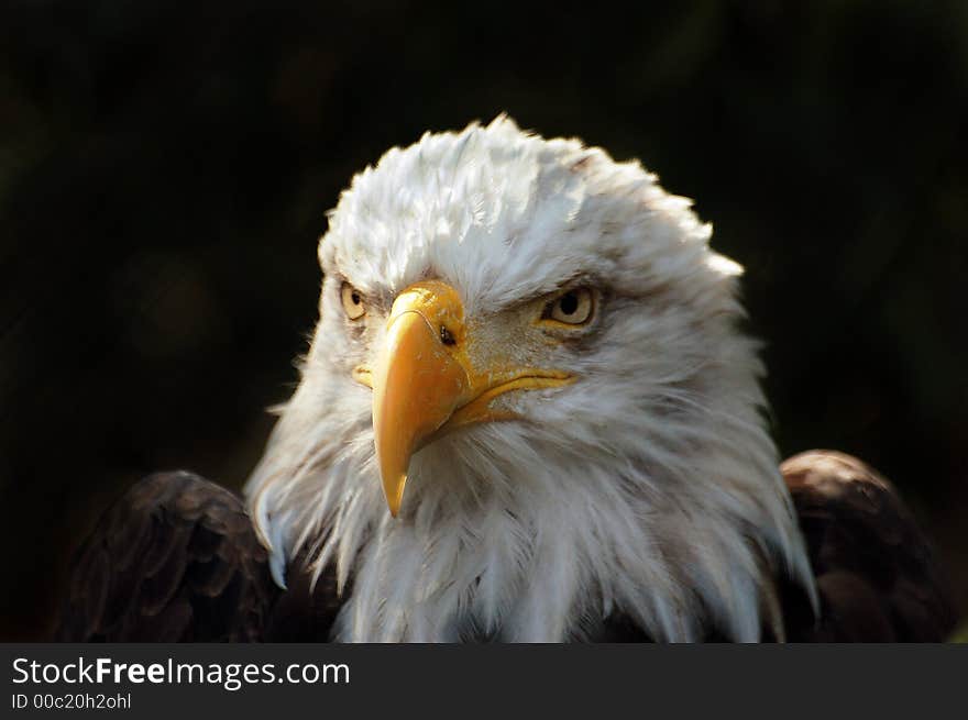 A wild and beautiful bird in a zoo. A wild and beautiful bird in a zoo