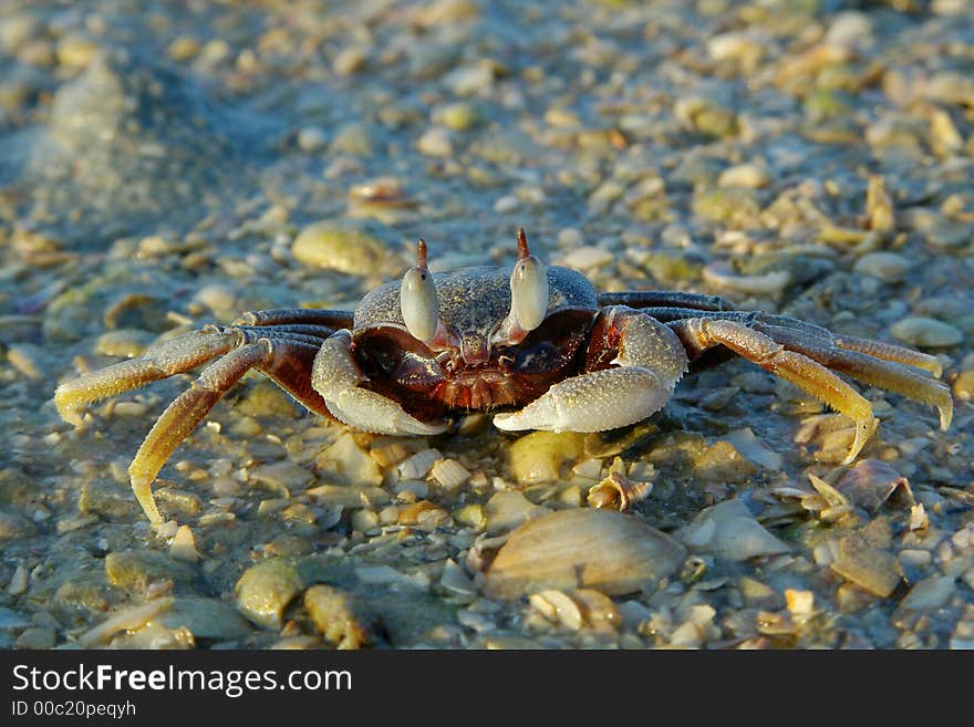 Close up of crab