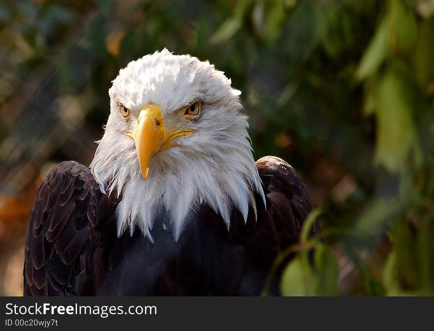 A wild and beautiful bird in a zoo, in a cage. A wild and beautiful bird in a zoo, in a cage