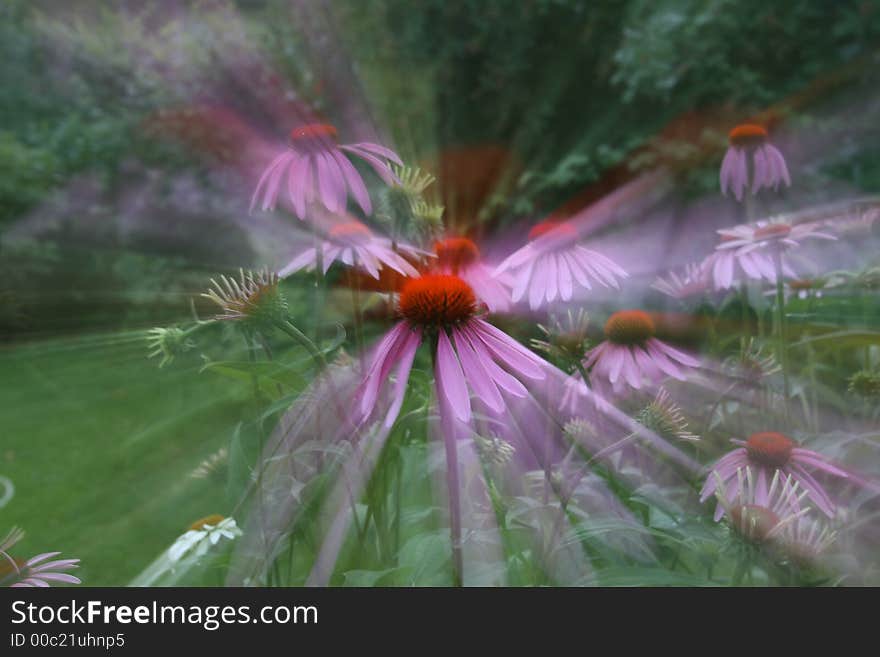 These nice color play I got with a telezoom variation on a Ecchinacea flower. These nice color play I got with a telezoom variation on a Ecchinacea flower