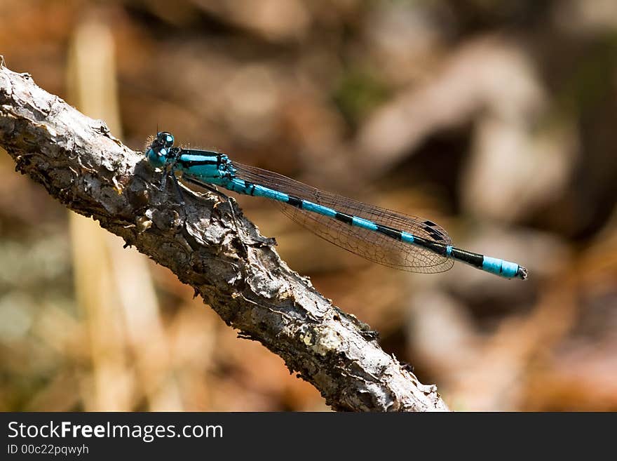 Blue dragonfly on branch