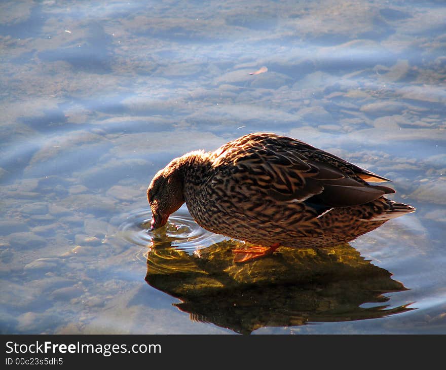 A duck swimming in a beautiful clear lake