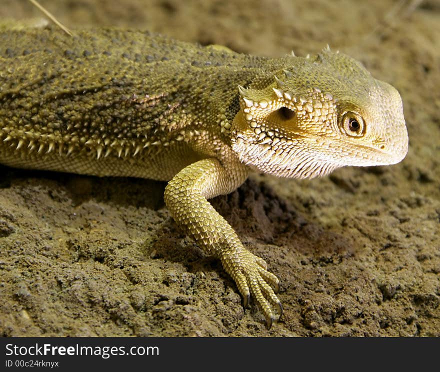 Bearded Dragon 5