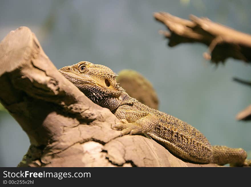 Bearded Dragon 6