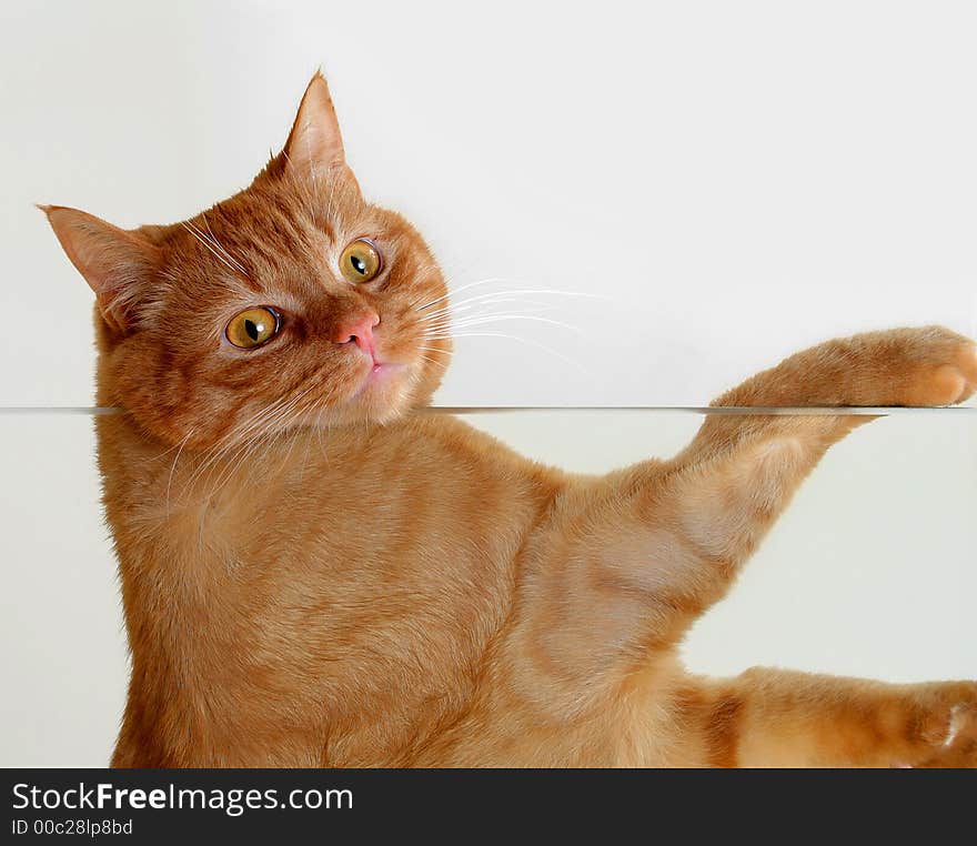 Cat is resting on a glass table